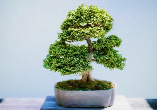 bonsai for PRA